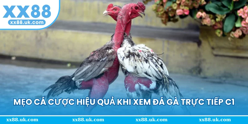 Mẹo cá cược hiệu quả khi xem đá gà trực tiếp C1